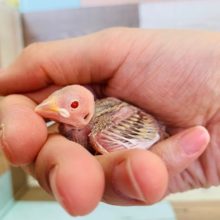 まつど店大人気!!シナモン文鳥入舎です♪