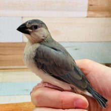 べったなれ♡桜文鳥さん☆