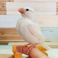ベタなれになっています！白文鳥さん♪