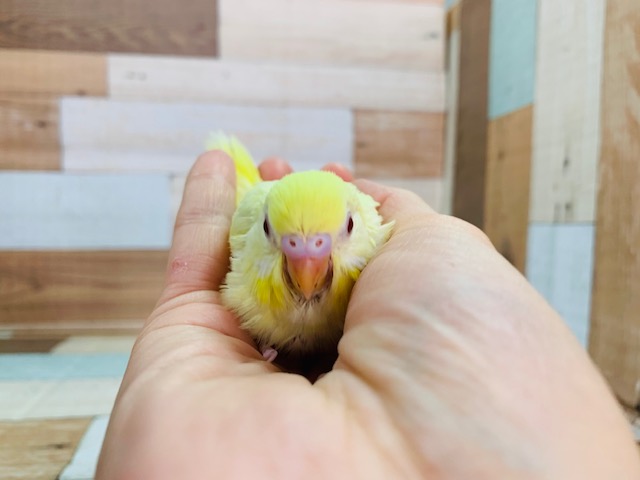 セキセイインコ