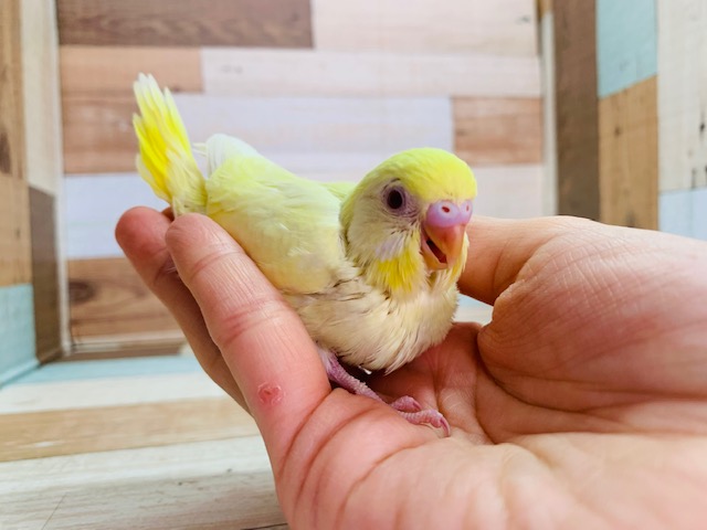 セキセイインコ