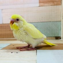 歩くのがとっても速い!!セキセイインコ(クリーム)さん☆