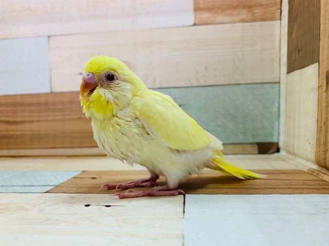 歩くのがとっても速い!!セキセイインコ(クリーム)さん☆