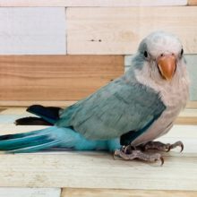 羽根が生えそろいました♡オキナインコ(パステルブルー)☆