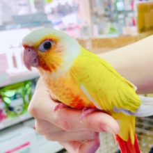 羽根が生えそろい、カゴデビュー！ウロコインコ(サンチーク)☆