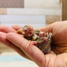 定番人気!!シナモン文鳥入舎しました♪