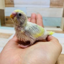 珍しすぎるカラー!!セキセイインコ(スパングルパイドクリーム)♪