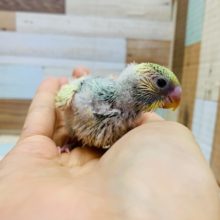 とても元気っコ♪セキセイインコ(クリームパイド)入舎♪