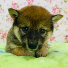 美人さんな柴犬(豆タイプ)が入舎しました♡