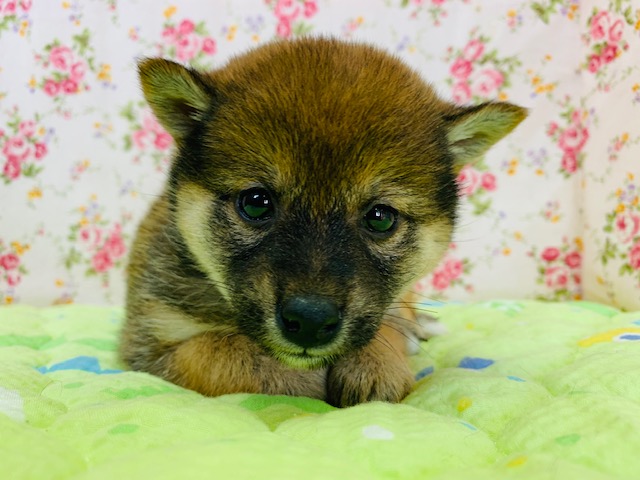 美人さんな柴犬(豆タイプ)が入舎しました♡