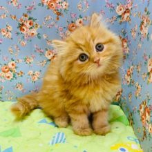 美形のサイベリアンくんが入舎しました☆