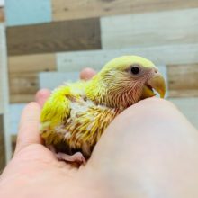 元気色♪コザクラインコ(ルチノーオパーリン)入舎です☆