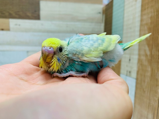 ステキカラー☆セキセイインコ(パステルレインボー)♪