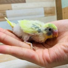 人気カラー☆セキセイインコ(パステルレインボーパイド)♪