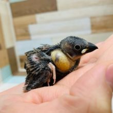 小さいけどたくさん食べます！桜文鳥さん♪