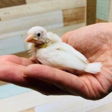 定番人気！白文鳥さん入舎しました♪