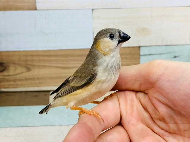 鳴き声がとても可愛い♡キンカチョウさん♪