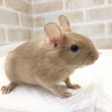 デグー（サンド）の女の子！