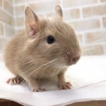 元気いっぱい！デグー（サンド）の女の子！