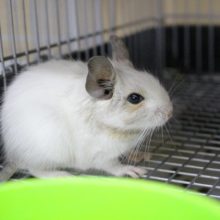 綺麗なホワイト系パイド！デグー・男の子！