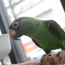 おしゃべりも上手だよ♪ズアカハネナガインコさん★