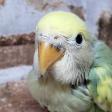 小桜インコシーグリーンパイド