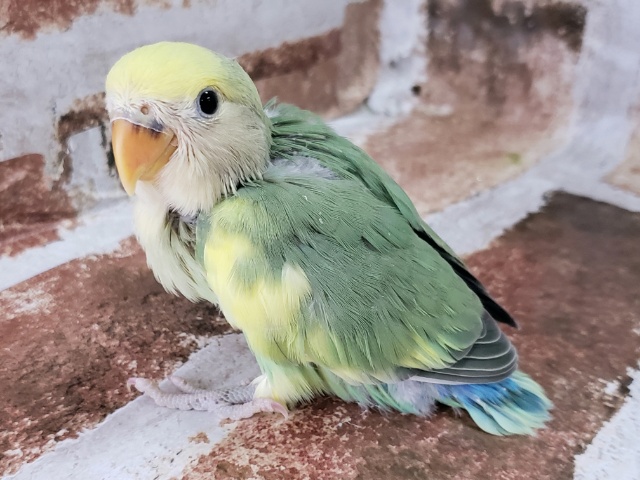 コザクラインコ（小桜インコ）