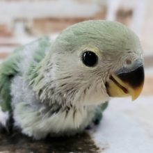 小桜インコブルーチェリー