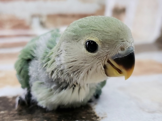 小桜インコブルーチェリー