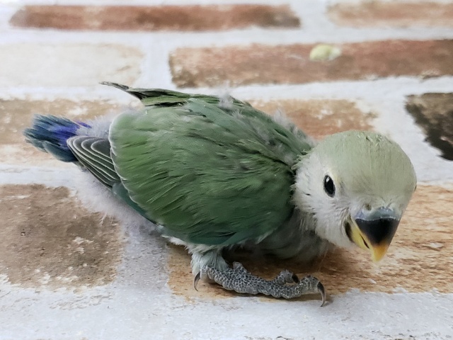 コザクラインコ（小桜インコ）