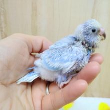 爽やか青空カラーなセキセイインコライラックいますよ〜