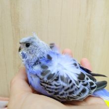 ピヨッと寝癖のついた羽衣セキセイインコのヒナ来ました！