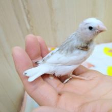 キリッとしてるけど実は甘えん坊ニ〜ニ〜！キンカ鳥来ましたよ〜