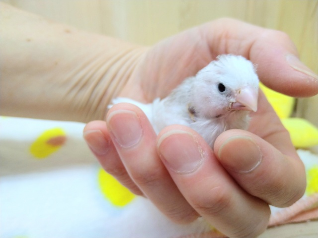 錦花鳥（キンカチョウ）