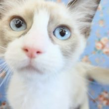 ゴロゴロ甘えてきます！！ラグドールくん♪