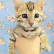 ギャップがたまらない！ベンガル 男の子♪