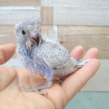 ポヤポヤ綿毛の羽衣セキセイインコヒナ来ましたよ