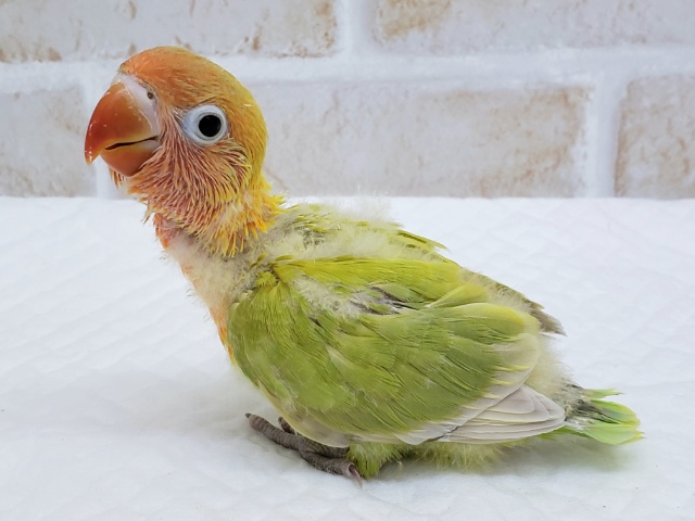 ボタンインコ