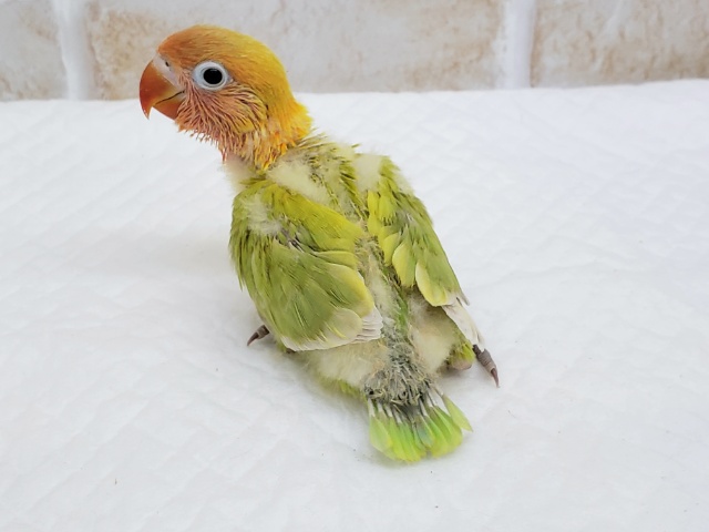 ボタンインコ