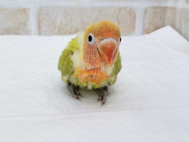 ボタンインコ