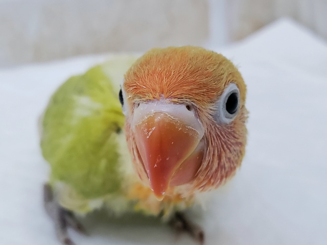 ヤマブキボタンインコ 東京からもほど近い 千葉県 神奈川県 埼玉県でボタンインコ ヤマブキボタンインコ を販売するペットショップ