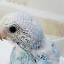 セキセイインコスパングル