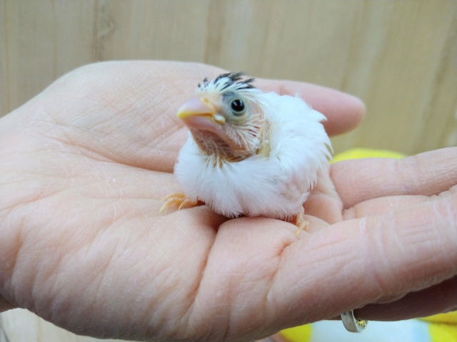 わっしょい！十姉妹ヒナ祭り！3兄弟の頭だけこげ茶〜