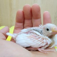 美白！大人気な白文鳥ヒナが来ました〜！