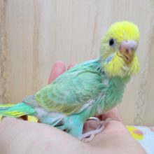 鮮やかエメラルドグリーン！セキセイインコヒナ来ました！