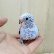 鮮やかなバイオレットのセキセイインコヒナが来ました！