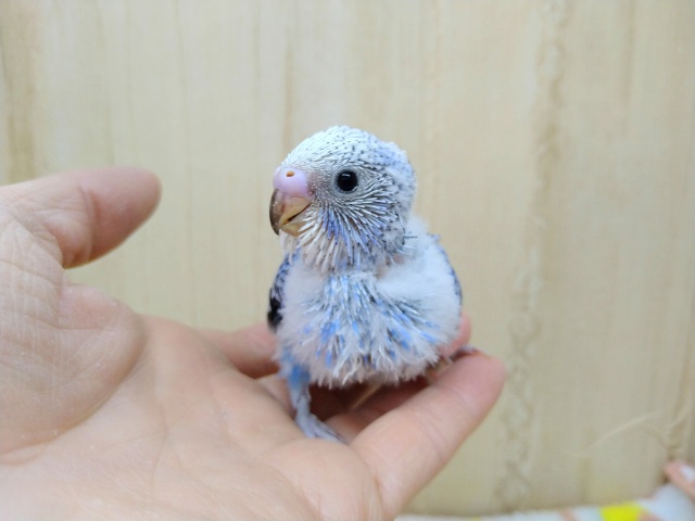 鮮やかなバイオレットのセキセイインコヒナが来ました！