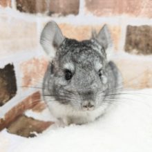 抱っこOK！！チンチラの女の子入荷いたしました♪