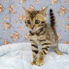 赤ちゃんなのにカッコイイ!!ベンガルさん来ました!