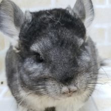 チンチラノーマルその1